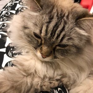 Meet your Posher, Amalia